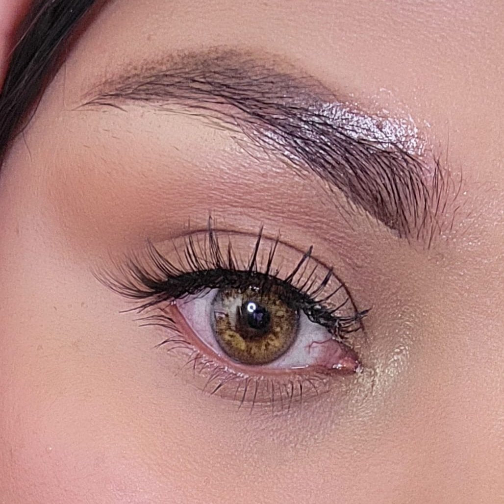 Russian Brown Meetone