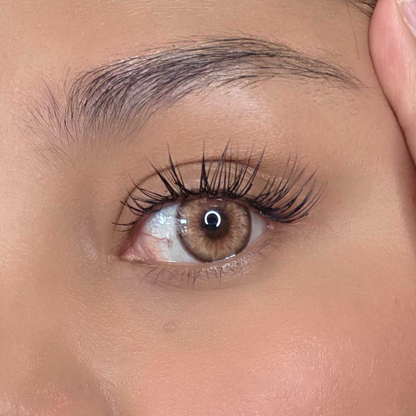 Asian Brown Freshlady