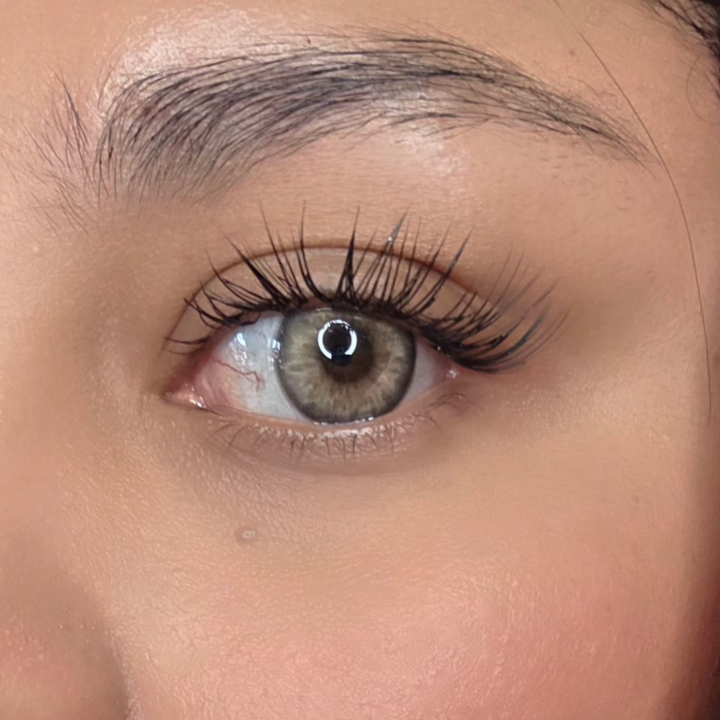 Asian Gray Freshlady